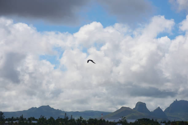 The Sooty Tern, a tropical seabird, is distinctive with its jet-black back, black cap, and white forehead, commonly found in Mauritius.