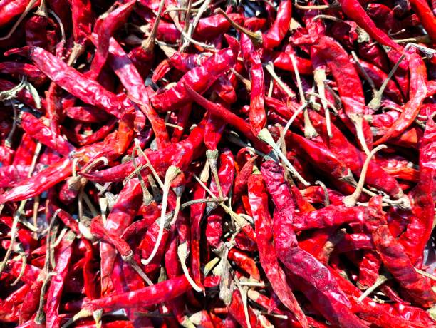 Red dried chilies in tray, out door Chiangmai Thailand.