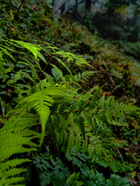 Background of vegetation and plants, some rocks full of moss, in a rainy day at the forest.