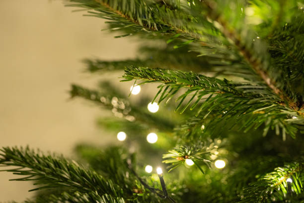 istock A close-up of a green Christmas tree branch 2190800545
