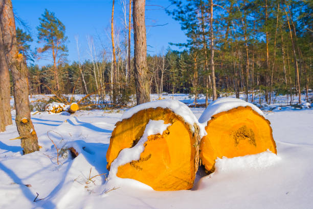 tree trunk lie in a snow on winter forest glade