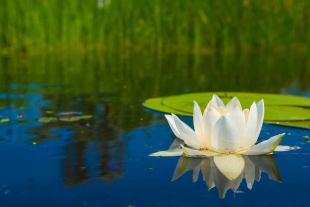 istock closeup white water lily floating on a water 2190800932
