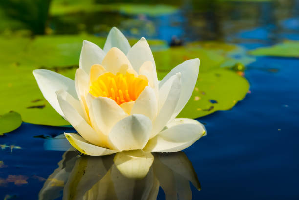 istock closeup white water lily floating on a water 2190800935