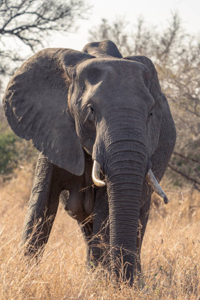 istock A young African elephant bull standing in the dry grassland. 2190801268