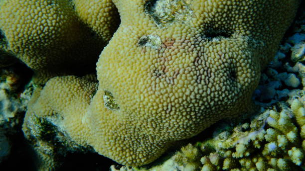 istock Spine coral (Hydnophora microconos) undersea, Red Sea 2190801738