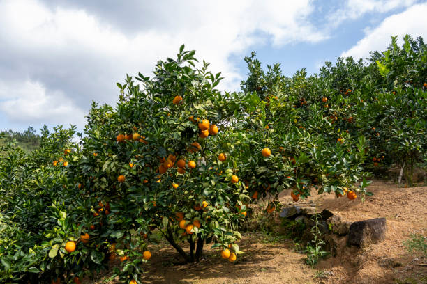 istock Orange trees in organic orchards 2190801920