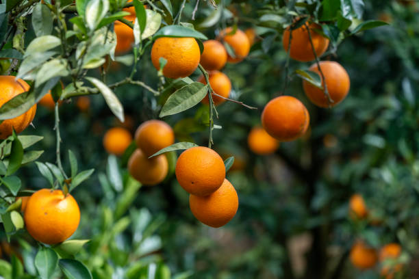 istock The orange tree is full of fruits 2190802012