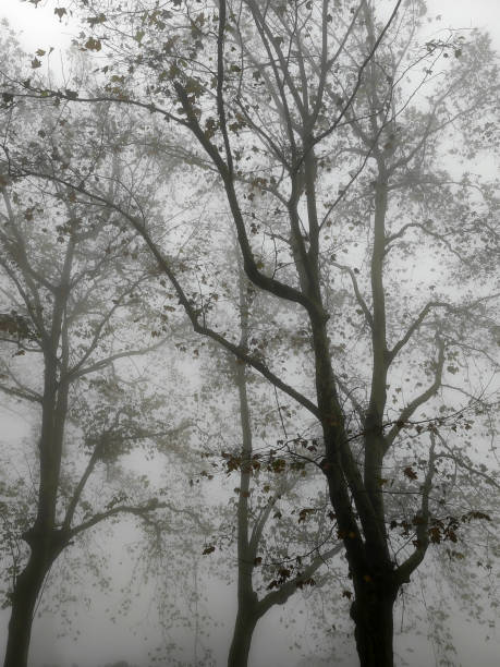 Title: Foggy Meadow with Overhanging Tree Branches
