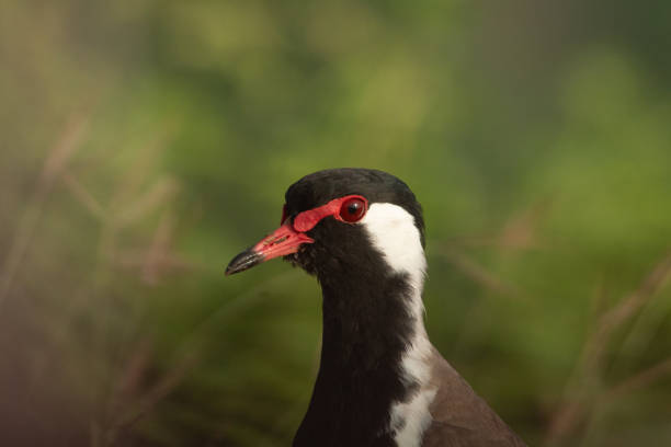 istock The close up of Lapwing. 2190802552