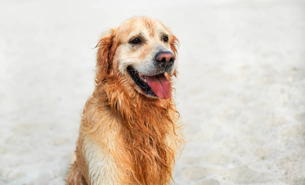 istock Adorable Golden Retriever Dog On A Sandy Beach 2190804395