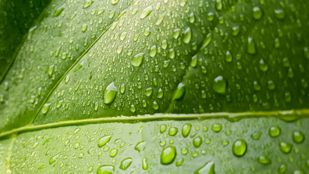 istock Green background of wet leaves with water dew 2190808314