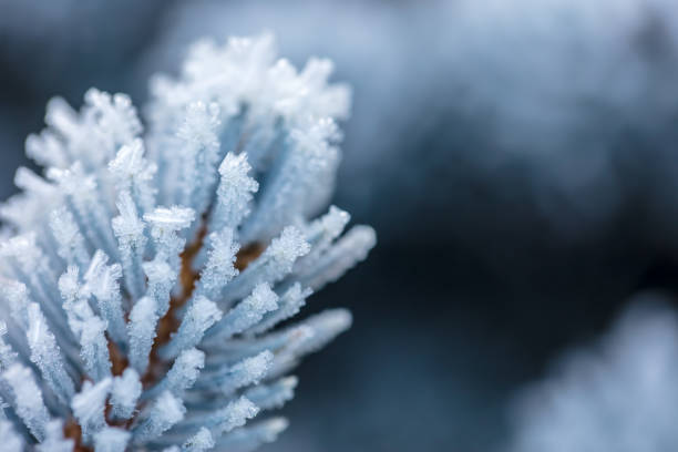istock Frozen blue spruce tree branch covered by rime ice with space for copy 2190808516