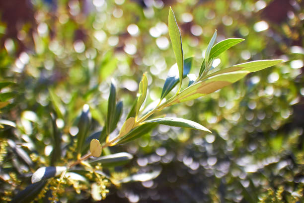 Olive Tree