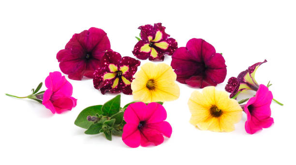 istock Group of beautiful flowers petunia. 2190809202