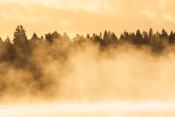 istock Morning mist envelops the forest as sunlight breaks through in a tranquil landscape 2190809599