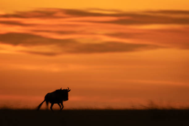 istock Slow pan of blue wildebeest at sunset 2190810726