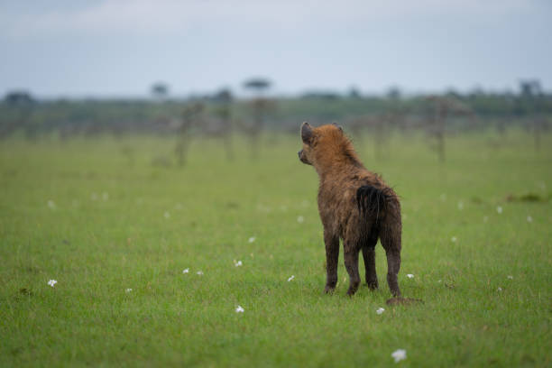 Spotted hyena standing on grass facing away