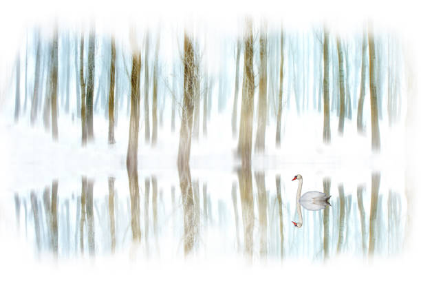 Wildlife nature photography.
