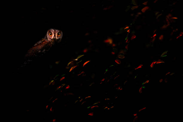 Wildlife nature photography.