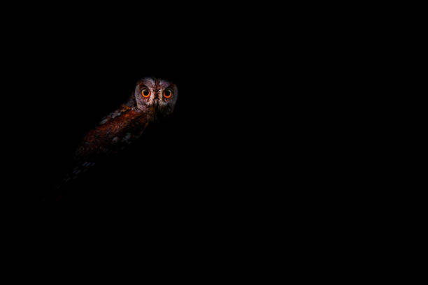 istock Bird posing in the dark. A photo edited using low key technique. Wildlife art. Black background. 2190811114