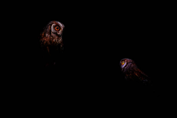 Owls. Dark nature background. Scops owl.