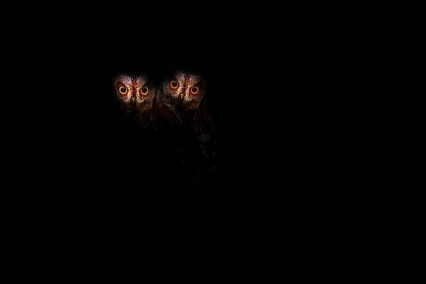 istock Owls. Dark nature background. Scops owl. 2190811220