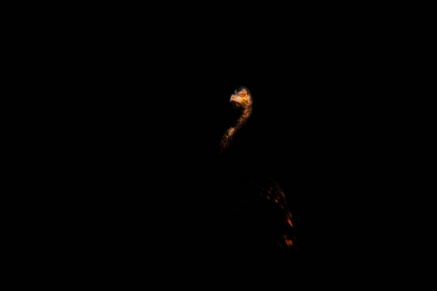 Glossy ibis in silhouette
