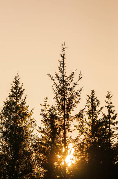 istock Sunlight filters through tall evergreen trees at dusk in a serene forest landscape 2190813334