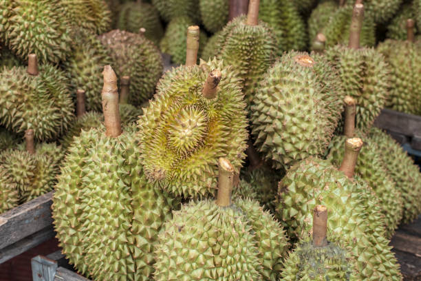 Close up of durian on the wood table. Fruit background.