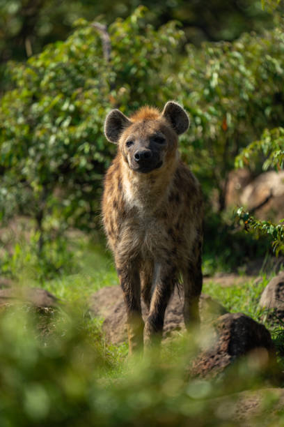 istock Spotted hyena stands squinting amongst leafy bushes 2190814413