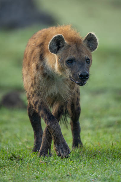 istock Spotted hyena walks towards camera over grass 2190814414