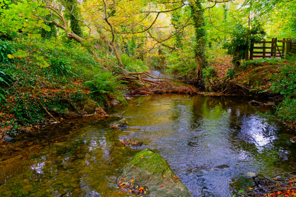 Shallow clear water of the River Lleiniog flows gently through woodland on an autumn morning.
