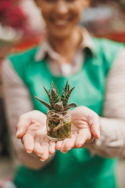 Cropped shot of a woman's hands holding a pot with small succulent plantin a garden center.