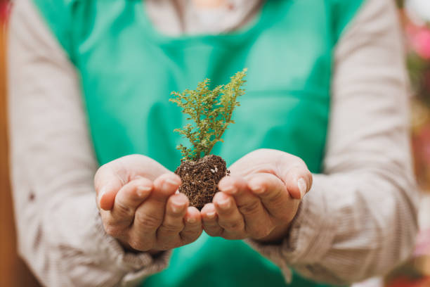 Cropped shot of a growing plant of a Cypress tree in a woman's hands.