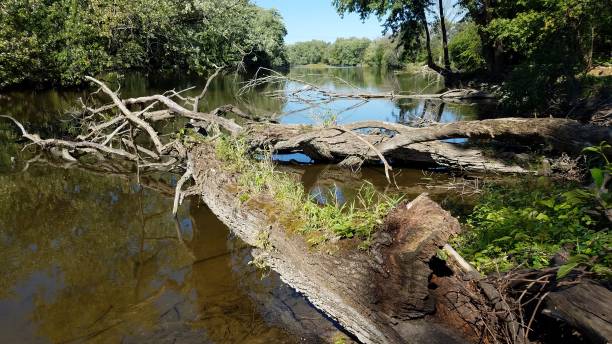 istock Rural View of the Fox River with Fallen Trees, Burlington, Wisconsin 2190821850