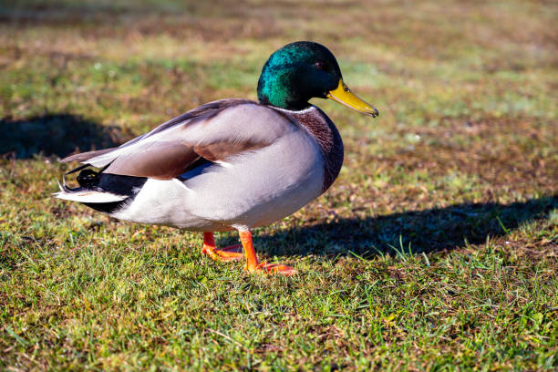 istock handsome male duck on green grass 2190824300