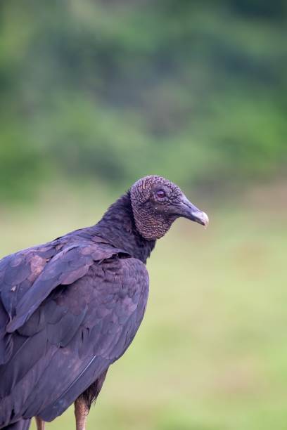 istock This bird is the Coragyps atratus 2190824464