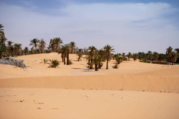 istock timimoun palm grove and desert 2190825304