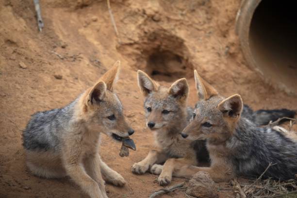 istock Jackal cubs in Welgevonden 2190825344