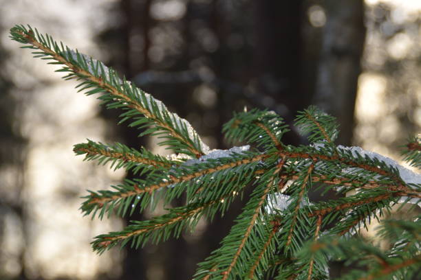 istock A Spruce Branch In Winter 2190825605