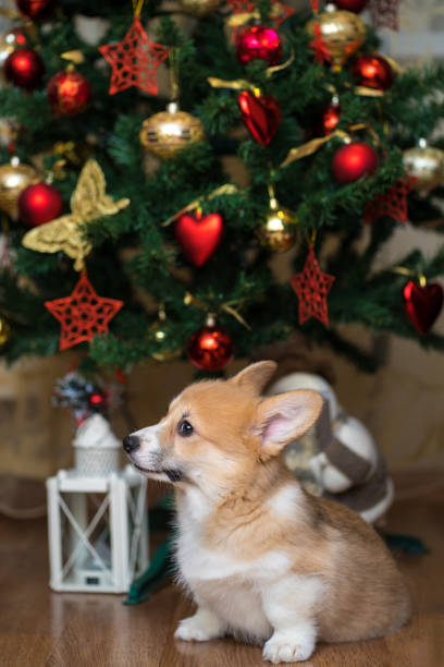 istock A corgi puppy sits under a Christmas tree. 2190825615
