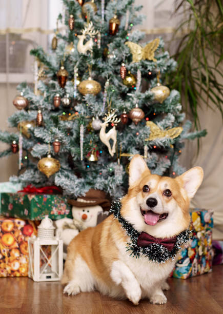 istock A smiling corgi sits under a Christmas tree next to the gifts. 2190825706