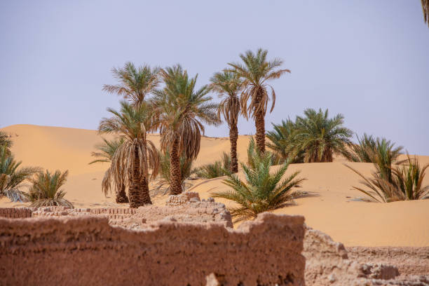 istock timimoun palm grove and desert 2190826218