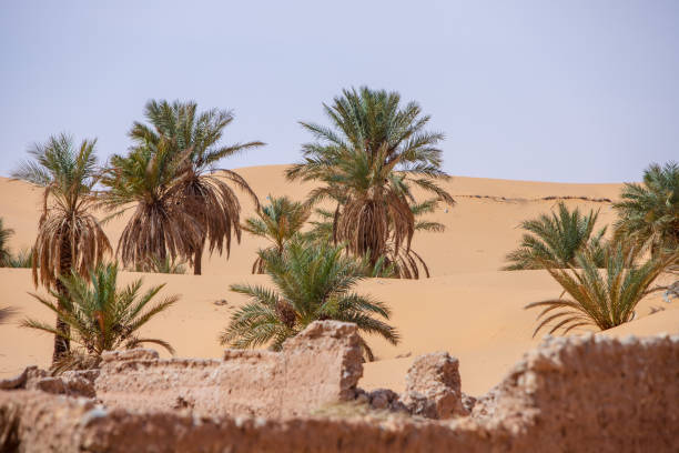 istock timimoun palm grove and desert 2190826385
