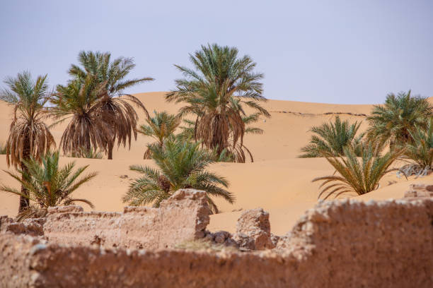 istock timimoun palm grove and desert 2190826652