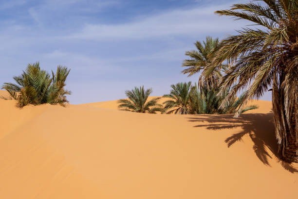 istock timimoun palm grove and desert 2190826892