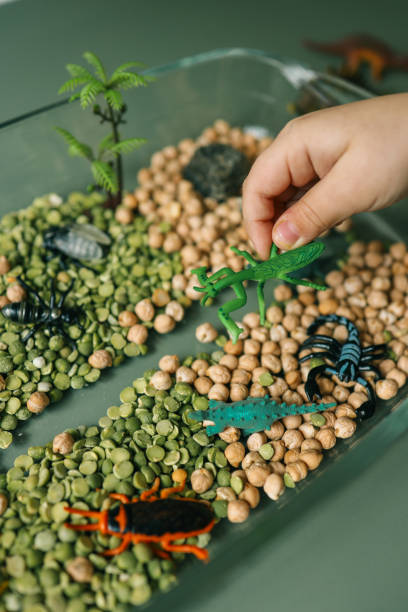istock Educational sensory play setup for kids featuring plastic insects, rocks, a magnifying glass, and dry green peas and chickpeas in a glass container. Creative nature-inspired exploration activity 2190827993