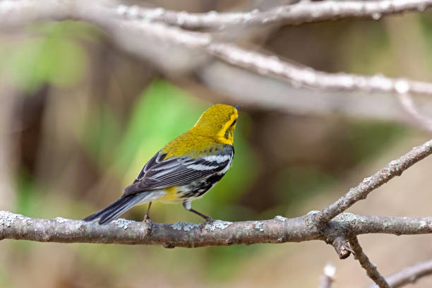 istock Backside of a black-throated green warbler 2190828745