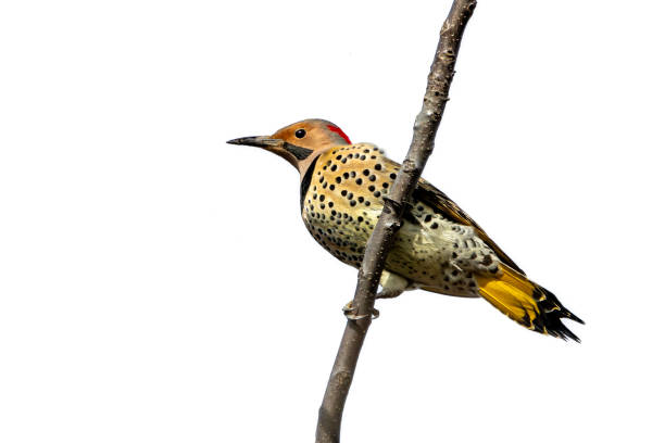 A northern flicker shows of its yellow tail and spotted chest while perched on a tree branch in a blue sky.