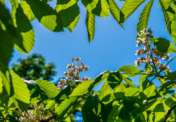 Bee in the distance on a white flower, seen through branches with green leaves against a blue sky